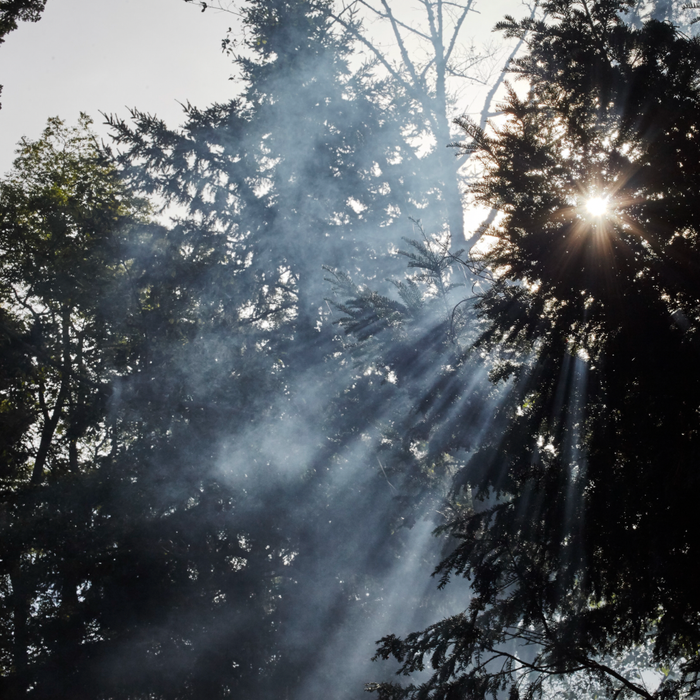 Sunlight coming through trees